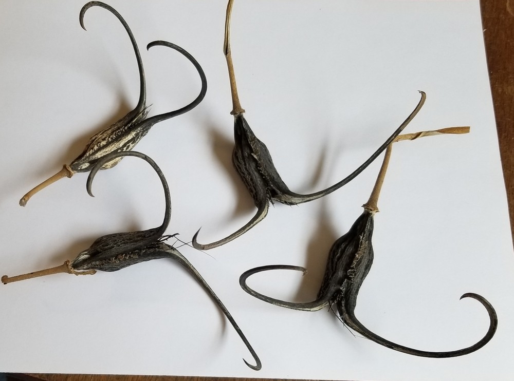 DEVIL CLAW DEVILS CLAW DEVIL'S CLAW DEVIL TALON SATANS CLAW SATANS TALON