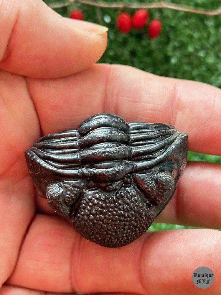 NICE rolled Trilobite Moroccops fossil from Morocco Devonian