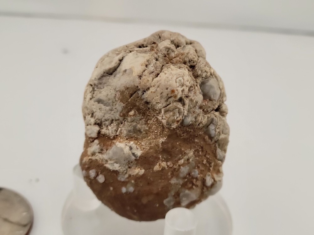 Real Permineralized Reptile Egg Fossil