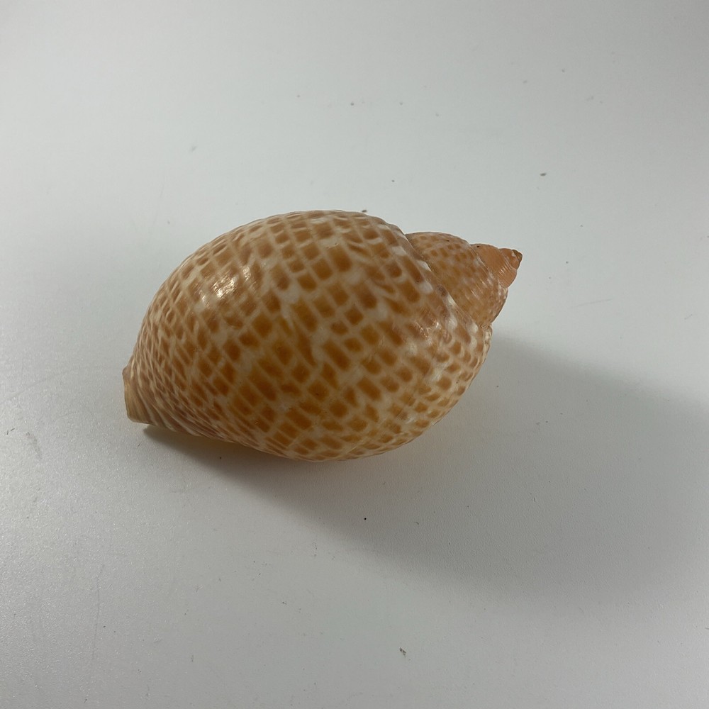 Tonna perdix Pacific Partridge Tun 82mm shell