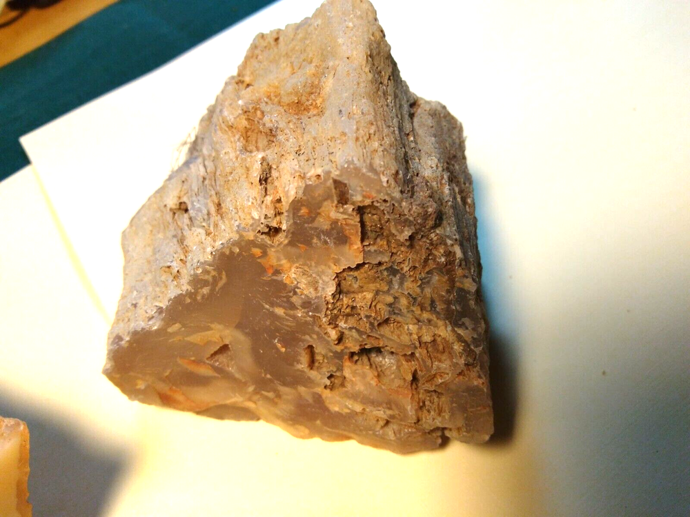 Petrified Wood Limb Casts
