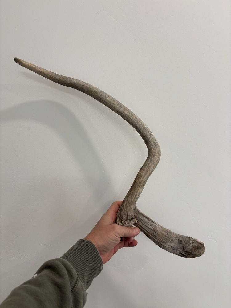 Funky Elk Shed Antler.