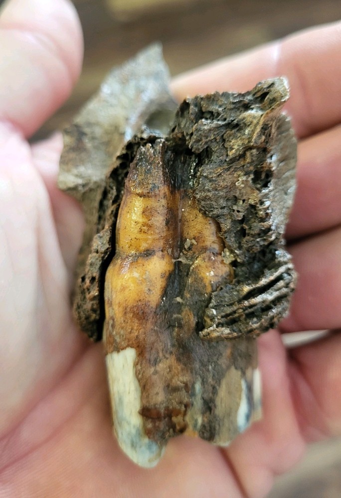 Historic bison tooth with blue vivianite permineralization