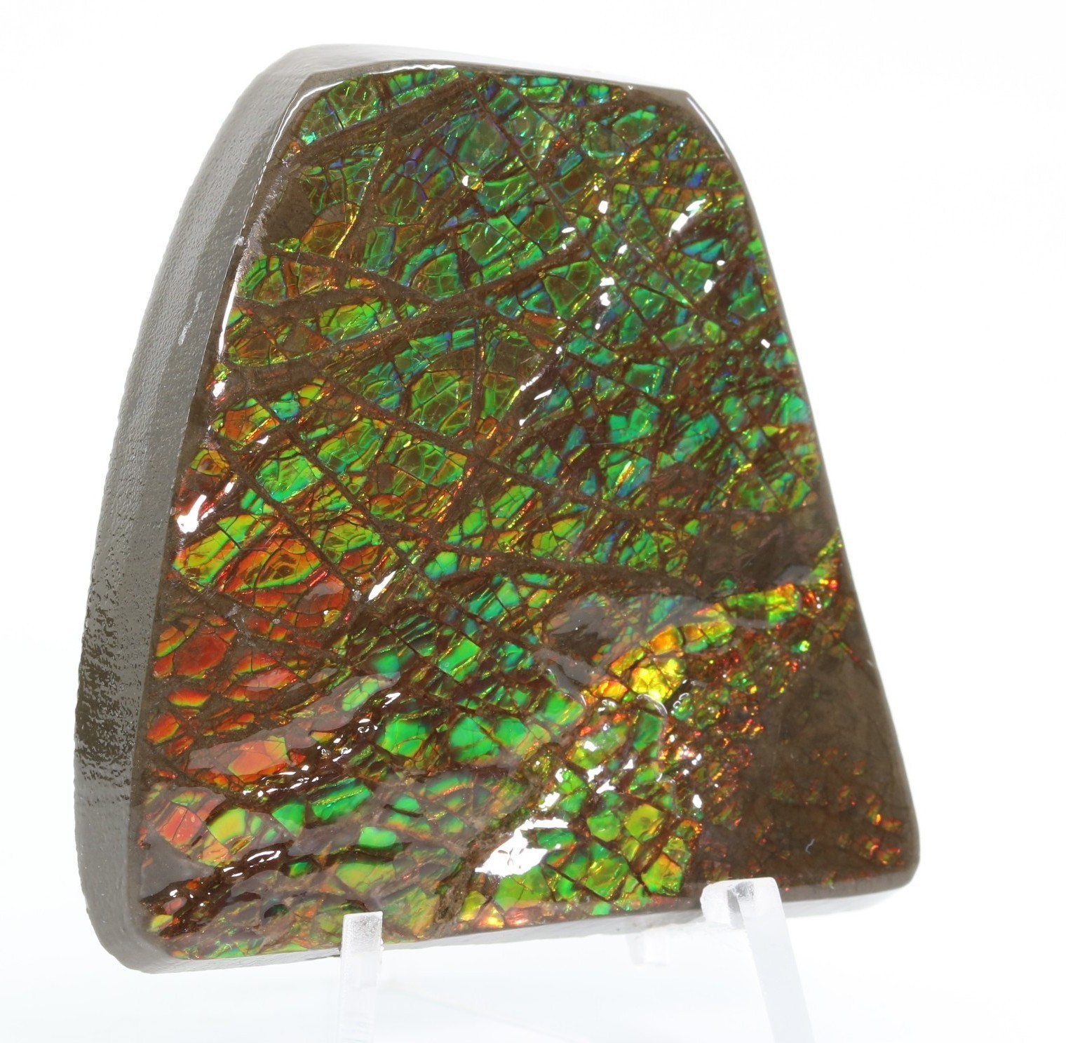 Korite Ammolite Fossil Ammonite 1.99" 50.5mm Bearpaw Fm. Alberta Canada COA 7323