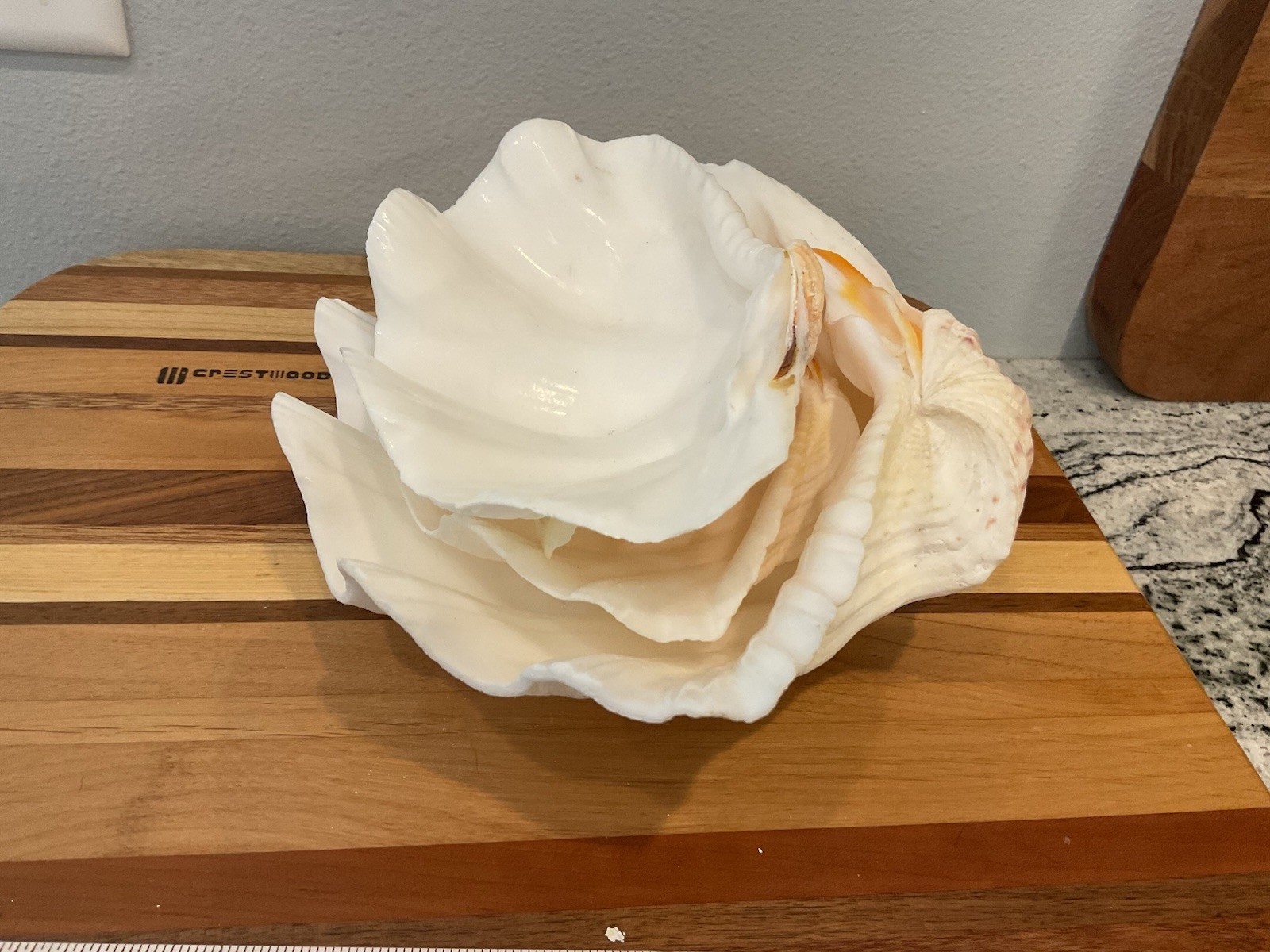 Large Natural Clam Shell Lot Of 3