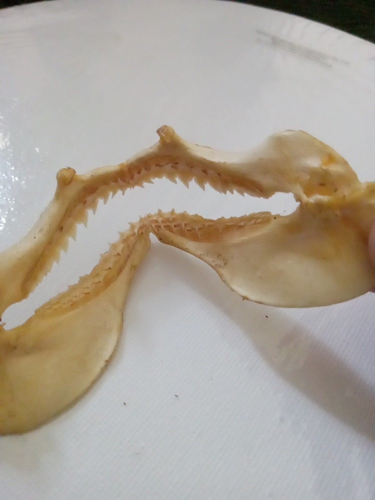 Lizard Sharp Teeth skeleton