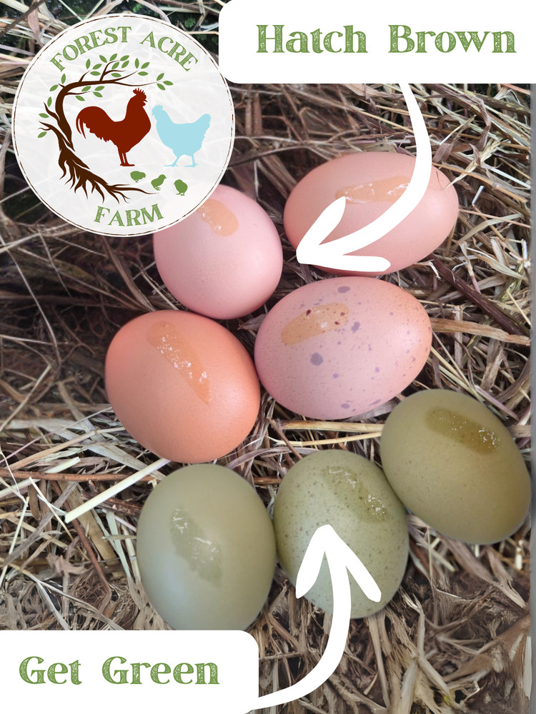 10+ Chicken Hatching Eggs F1 Moss Egger/Olive Egger- Cream Legbar X