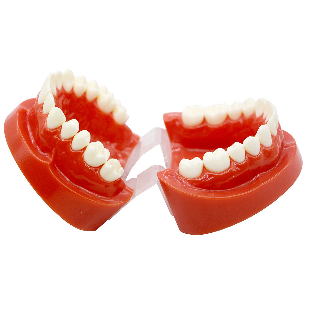 1:1 Adult Typodont Model, Standard Plastic Teeth Demonstration Study Model