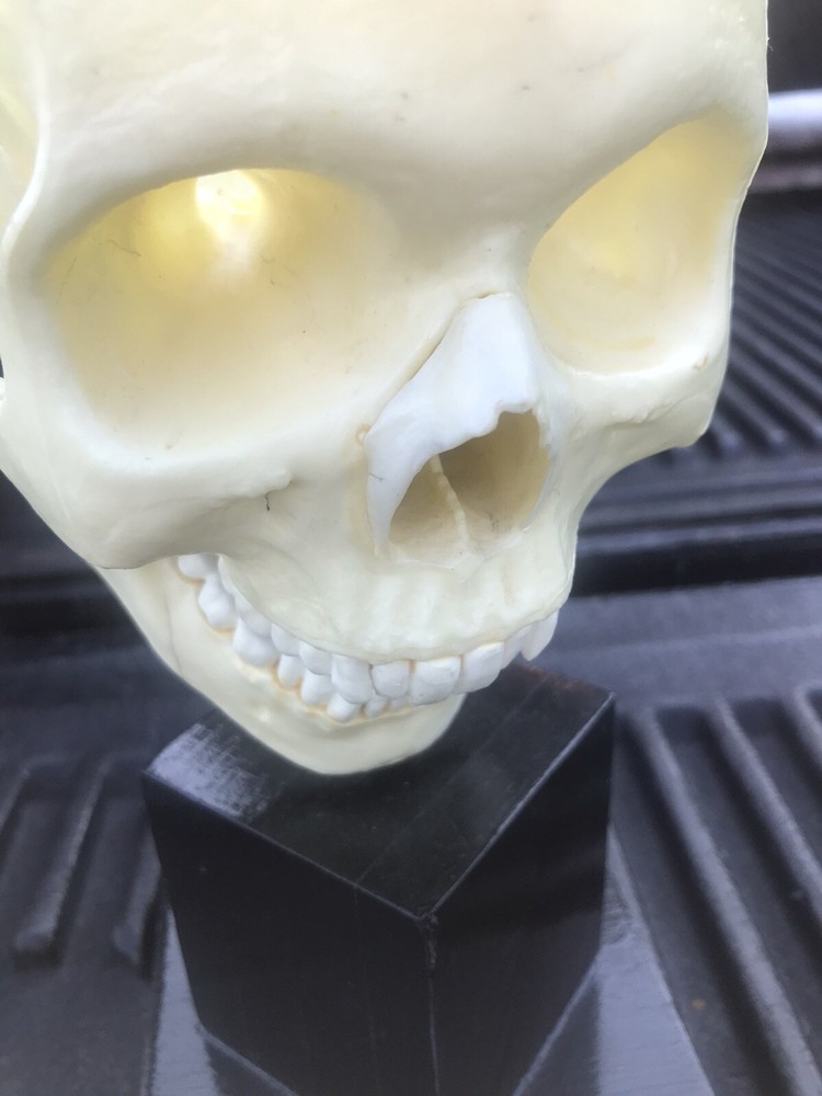 Human Skull Model,4 Part Human Brain with stand