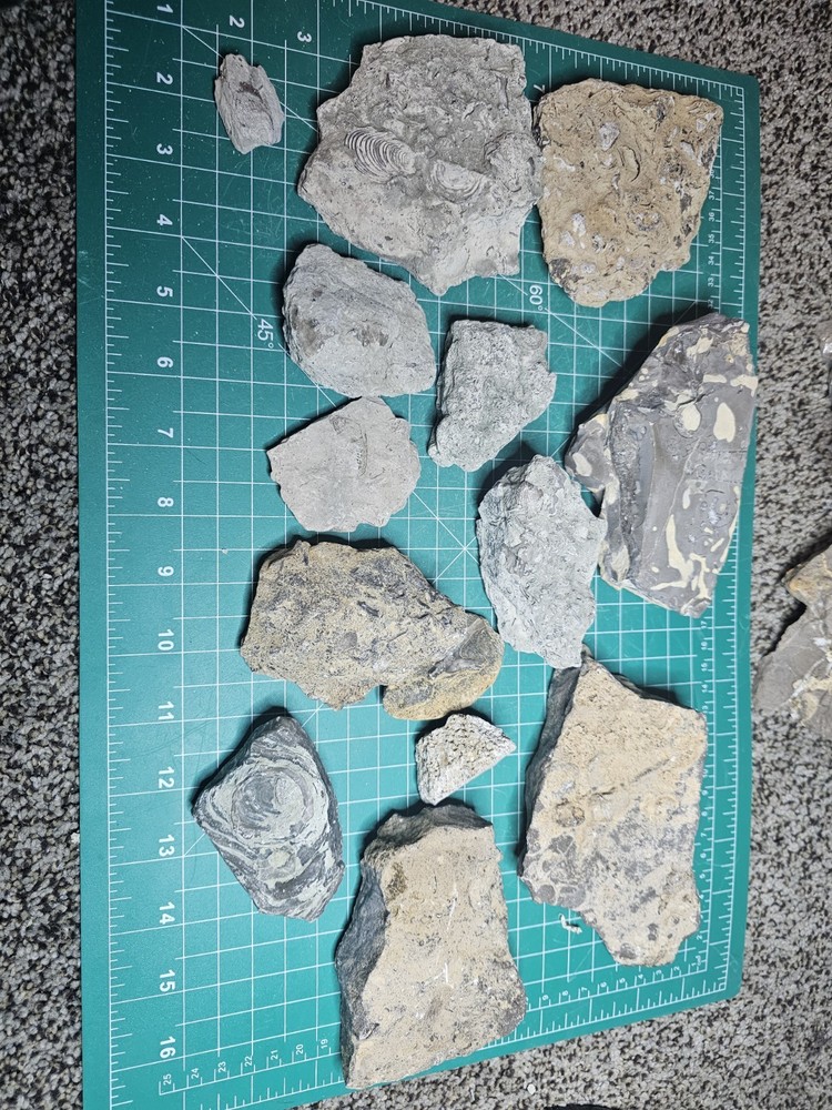 Lot Of Various Unknown Fossils