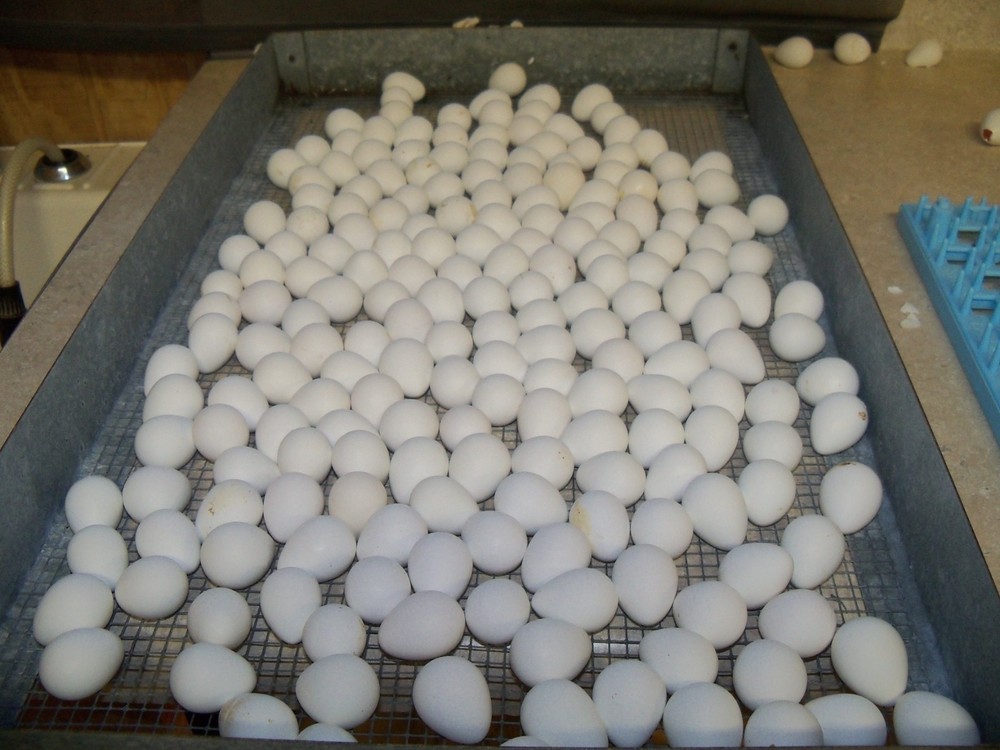25+ Northern Bobwhite Quail hatching eggs
