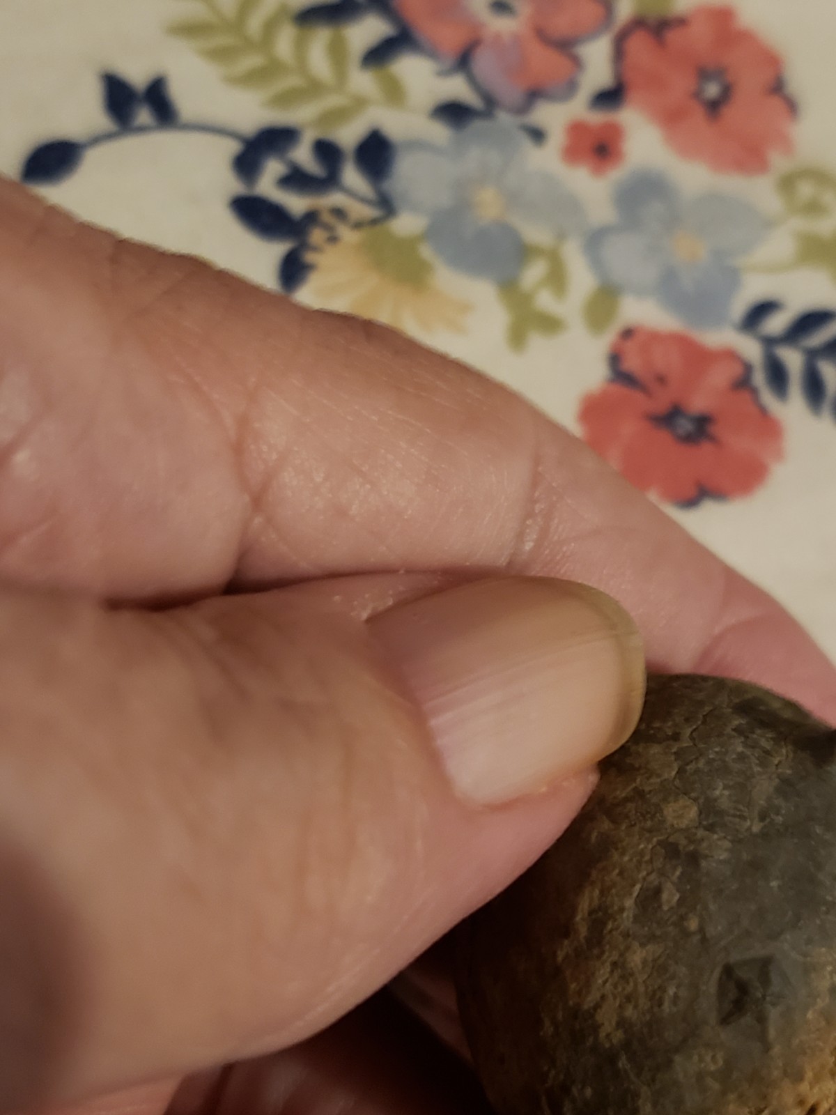 RARE.ANAL PYRAMID Cystoid Echinosphaerites Fossil Crinoid Trilobite RARE FOSSIL