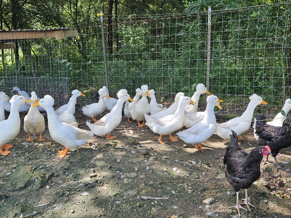 6 White Crested Duck Hatching Eggs