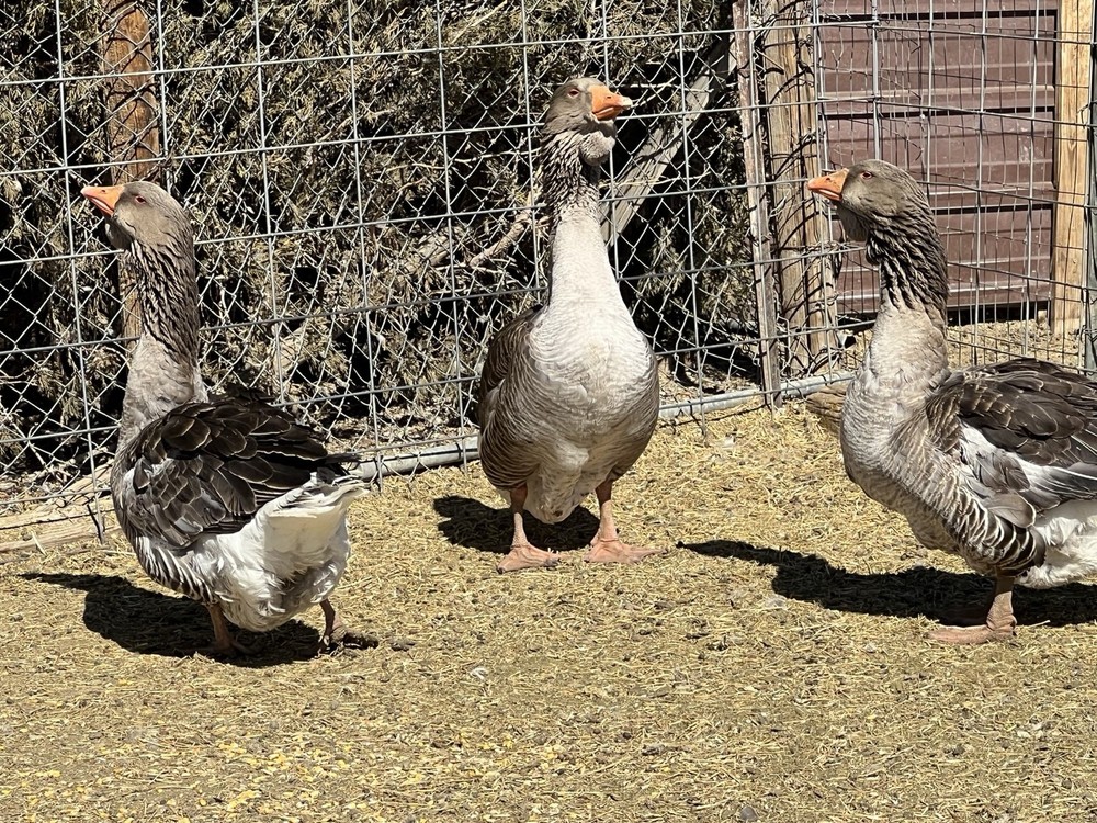 Jumbo Dewlap Toulouse Hatching Eggs