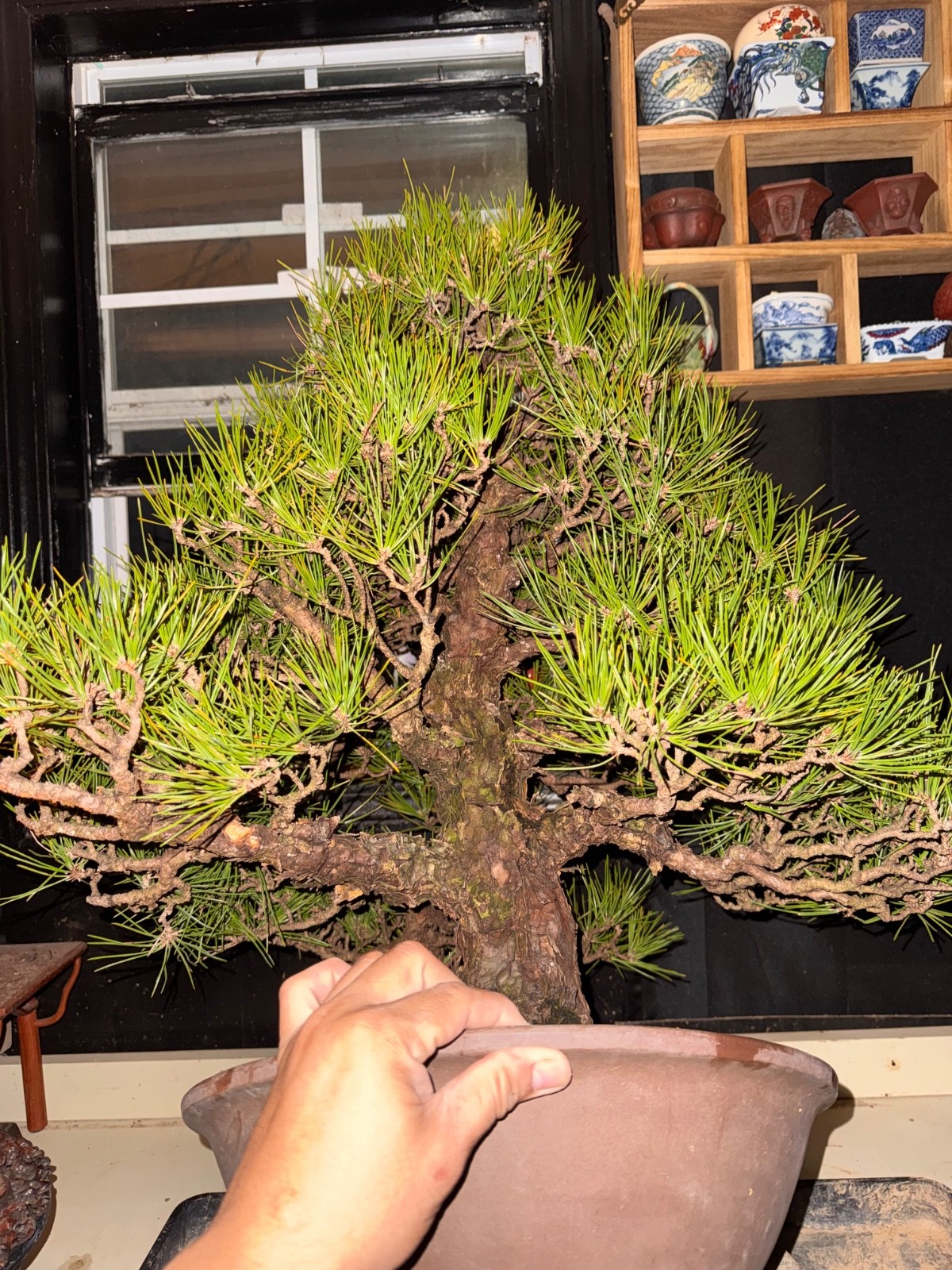 Japanese Black Pine, Bonsai Tree. Outdoor Evergreen.