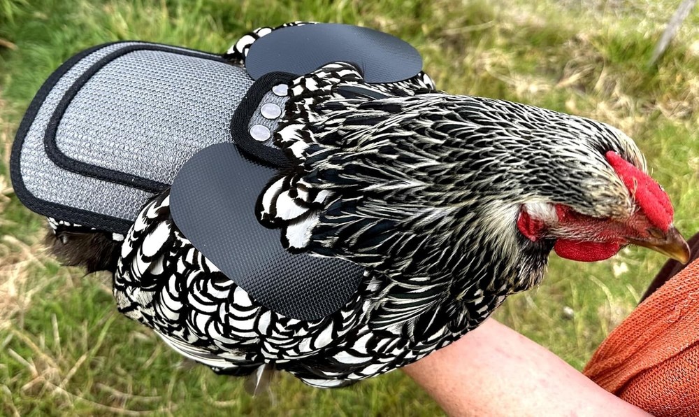 Adjustable Chicken Saddle with Grey Mesh for Medium to Large Hens