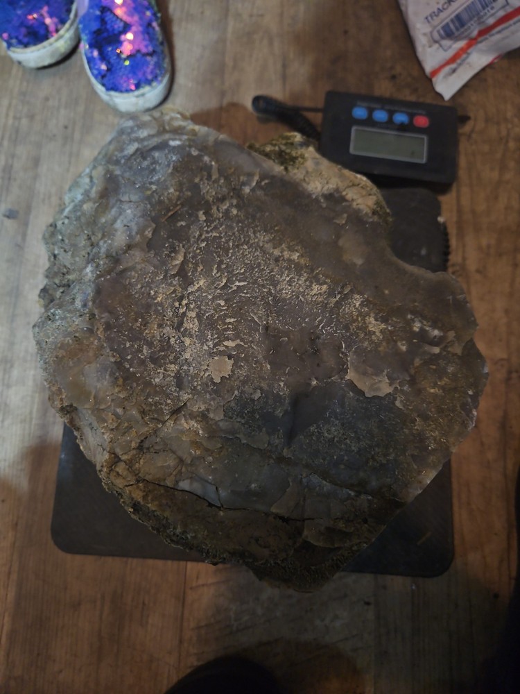 Petrified Palm Tree Root Specimen (36lbs 12oz)