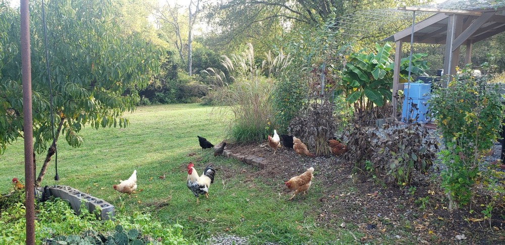 6+ Barnyard Mix Fresh Hatching Eggs From Free Range Chickens