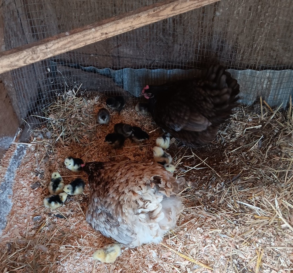 12+ Rainbow Hatching Eggs – Marans, English Orpingtons, Olive Egger, Moss & AM