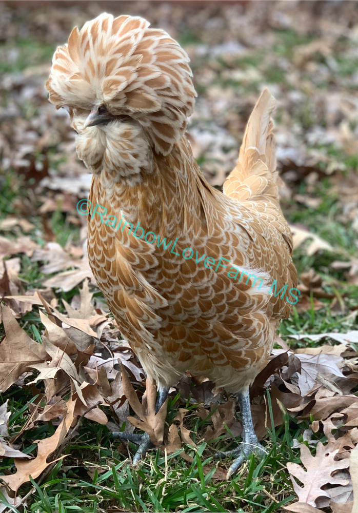 12+ Polish Chicken Hatching Fertile Eggs Assorted Buff Candy Corn Crest NPIP