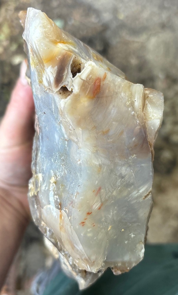 Silver Creek Junction petrified wood