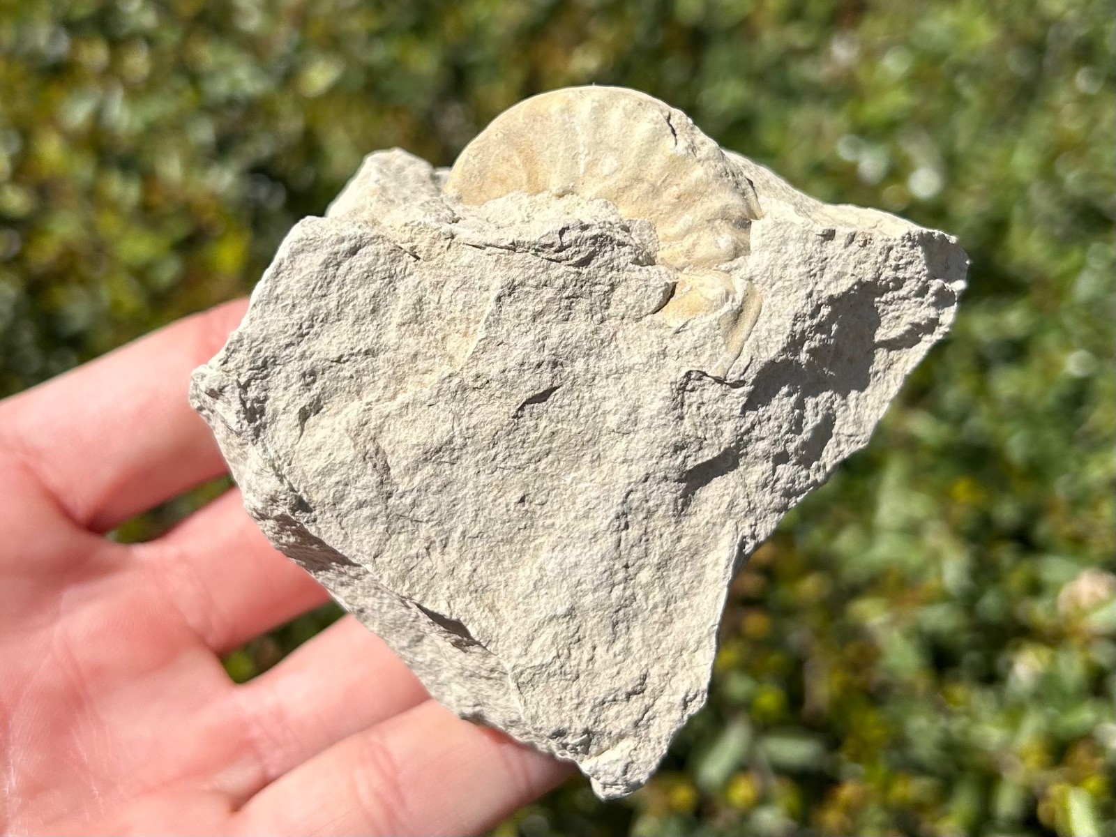 Unprepped Ammonite Fossil in Matrix Mortoniceras Texas Cretaceous Duck Creek Fm