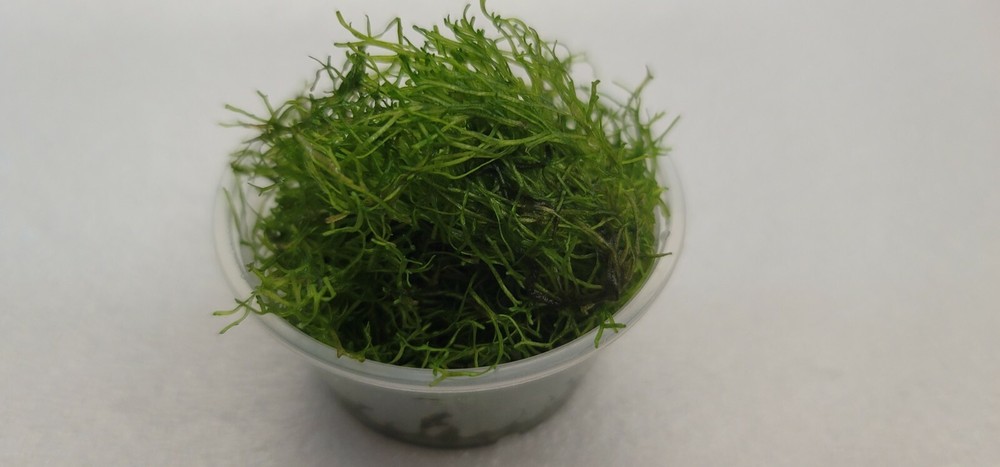 Plant/Moss Pack 1(2oz cup) Subwassertang, 1(2oz cup)Java Moss.