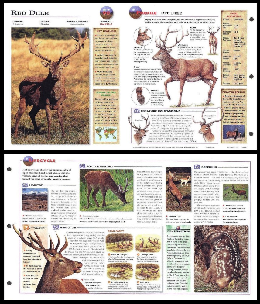 Fold-Out Sheet - Red Deer - 90