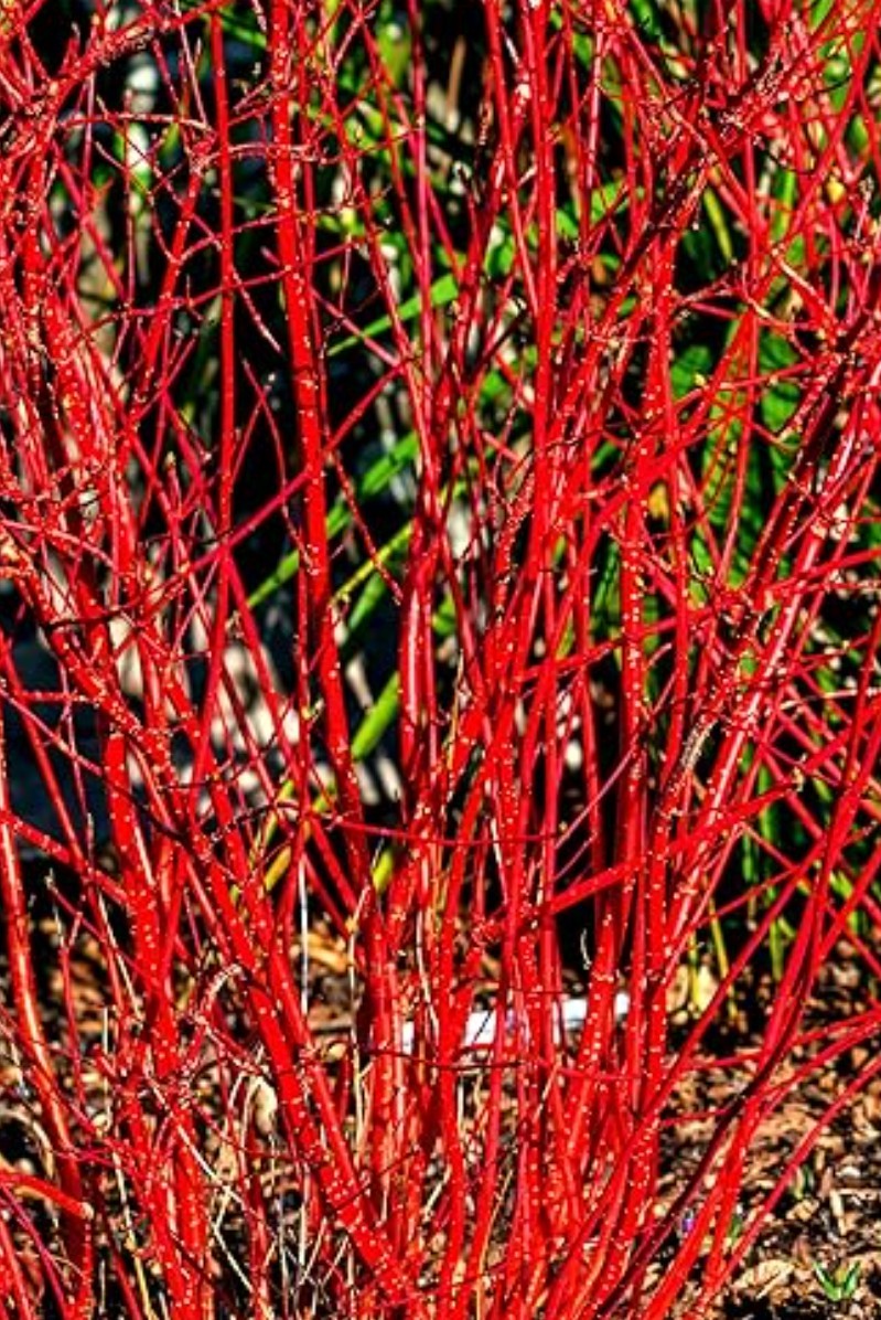 25 Red twig / red osier Dogwood Cuttings 11 Inches In Length Free Shipping USA
