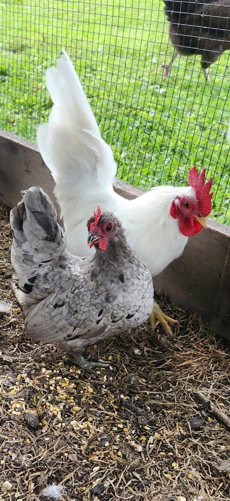 10++Fertile Serama (TINY CHICKENS) hatching Eggs NPIP/A1 Clean