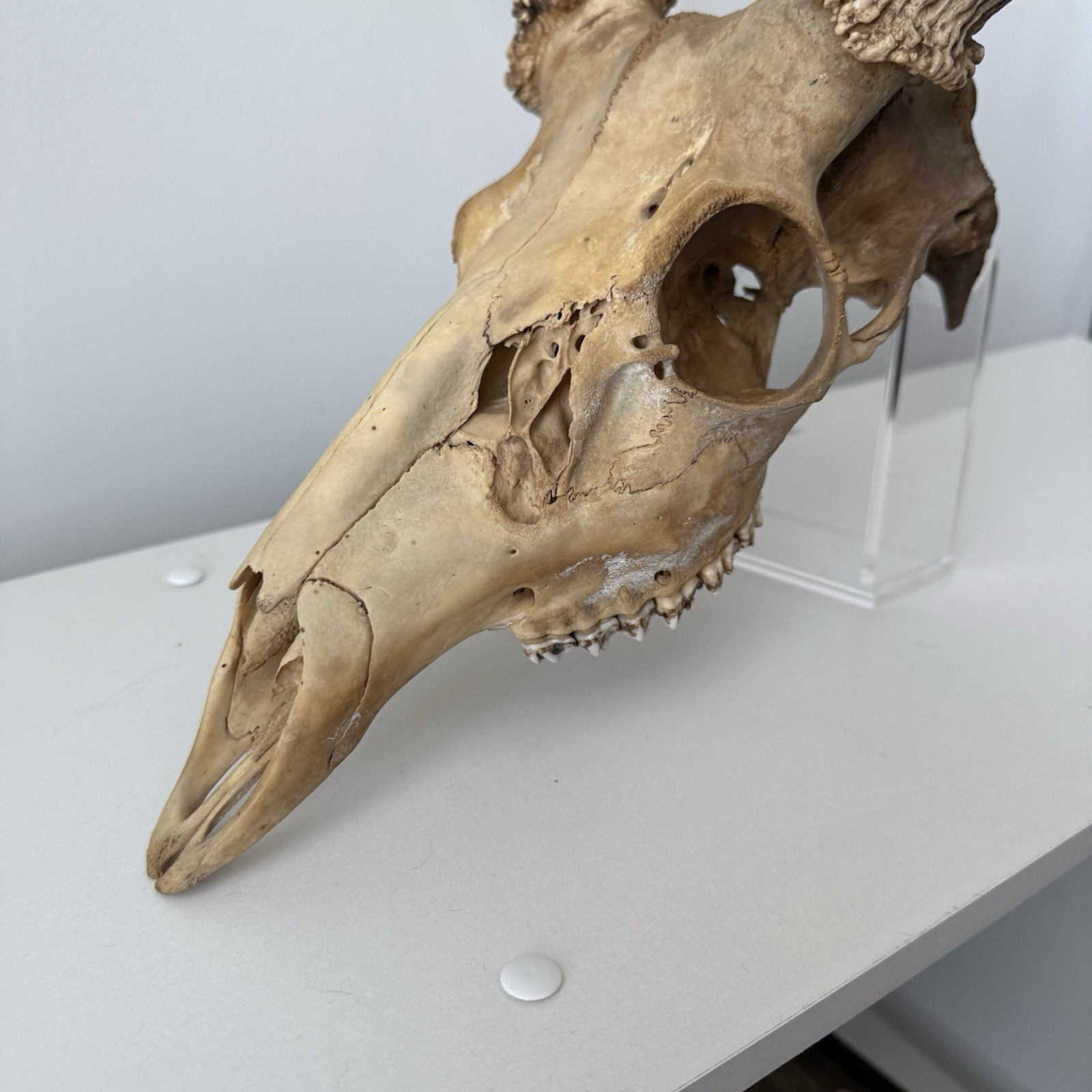 Wild 12 Point Whitetail Deer Antler Rack Horn Skull European Mount Man Cave 151"