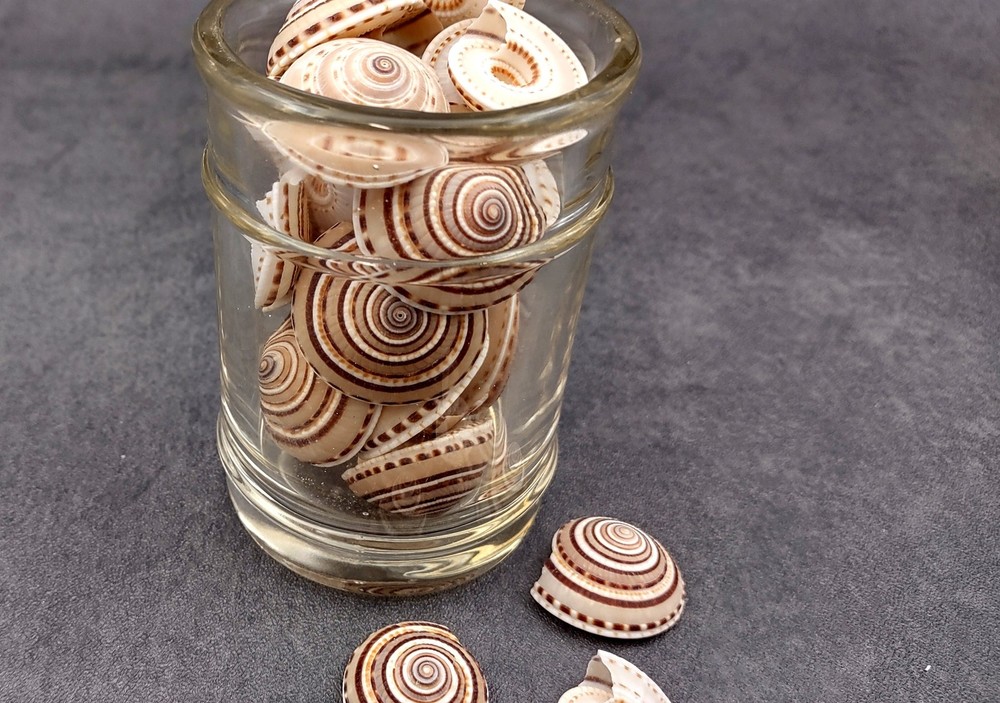 Perspective Sundial Seashells (10 shells approx. 1+ inches) Clear Sundial Shells