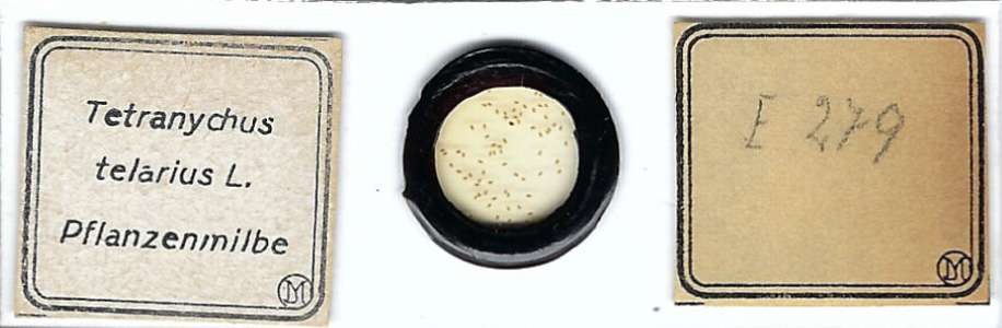 Tetranychus telarius Microscope Slide by Moeller