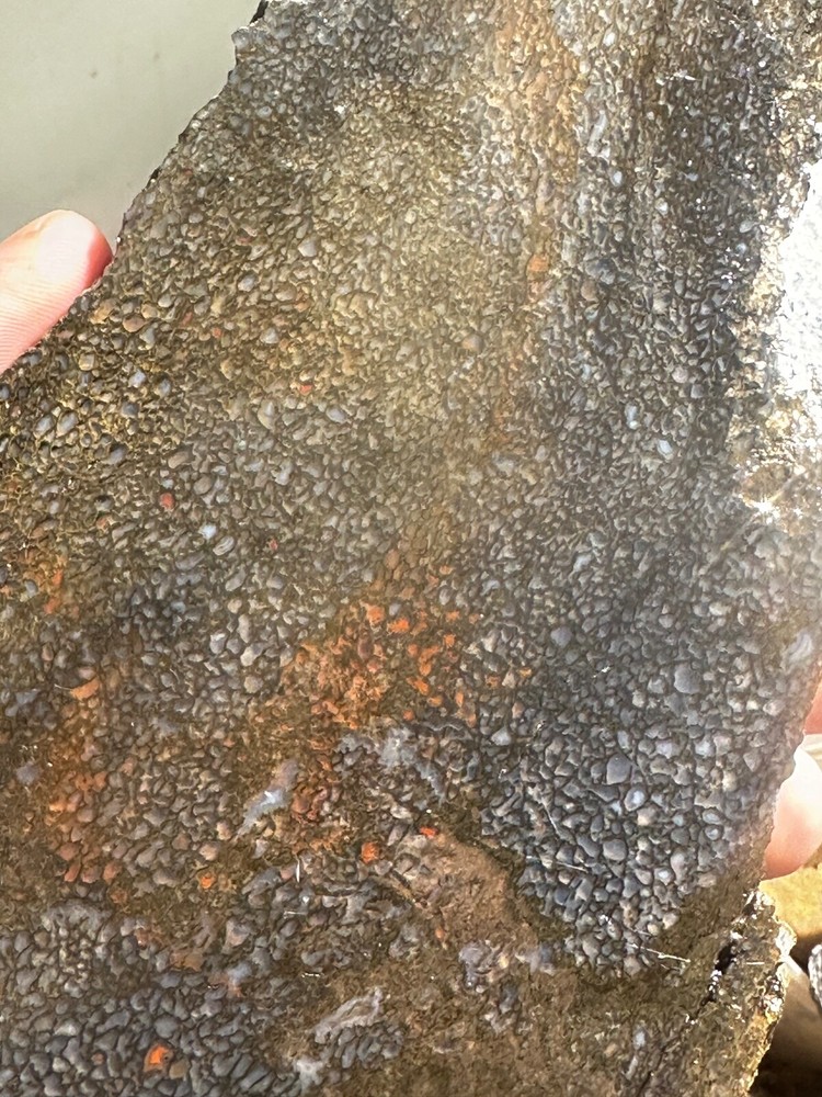 Dinosaur bone rough **hxtled large slab.
