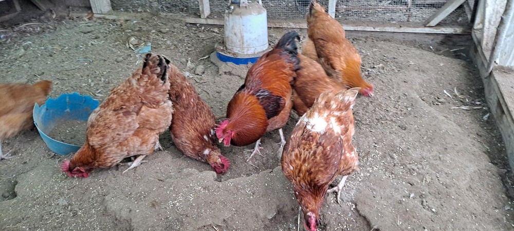 New Hampshire Red Laying Chicken 12 + Hatching Eggs