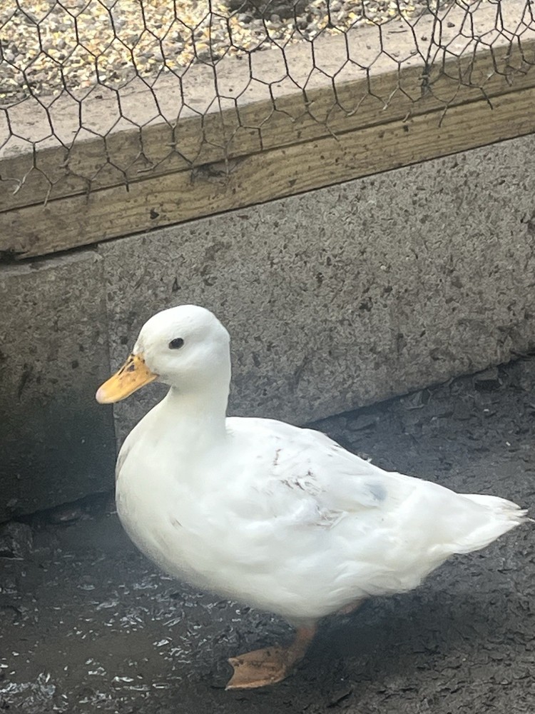 12 Call Duck Hatching Eggs.