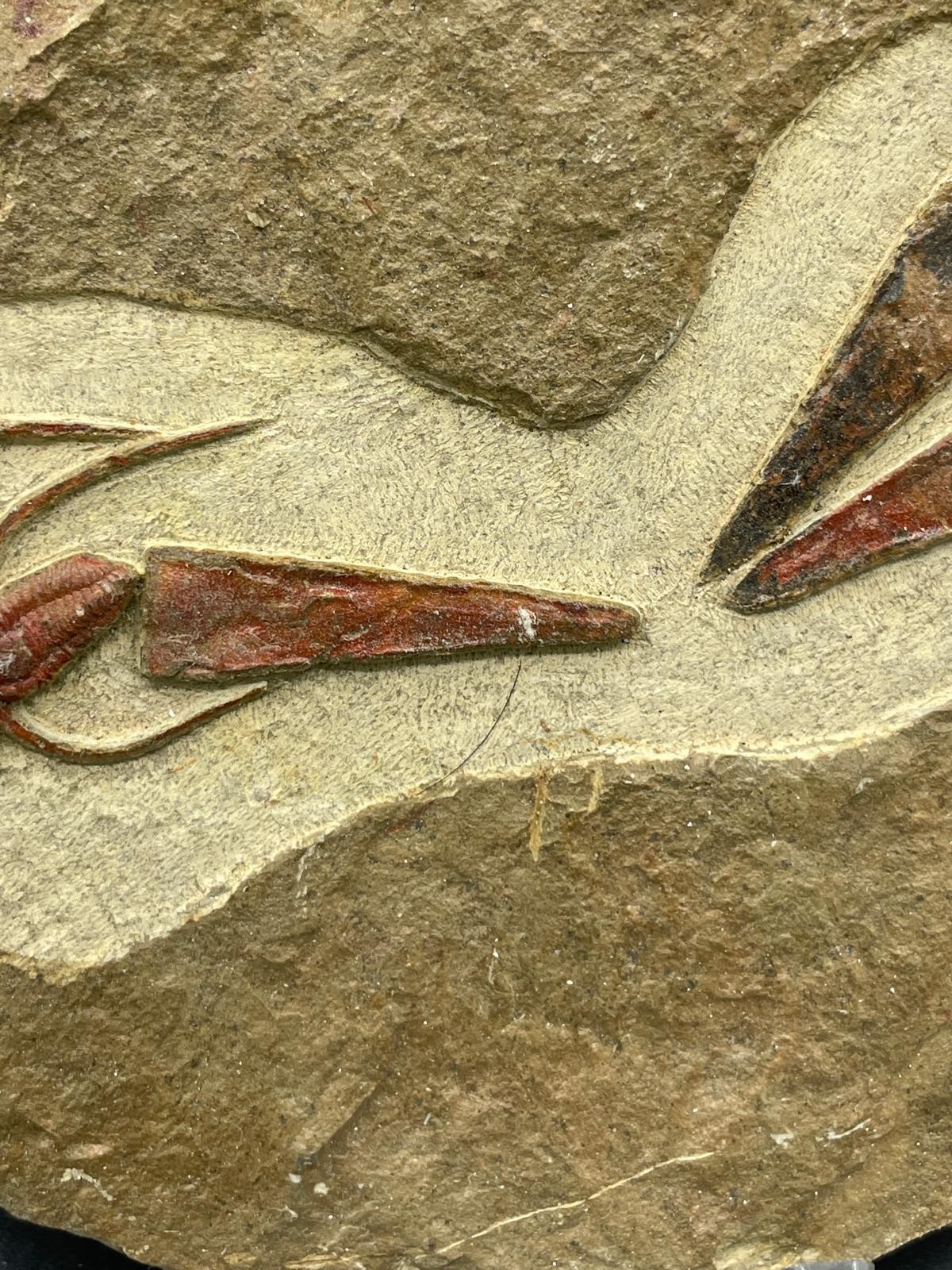 Rare Ordovician Life Plate: Euloma, Orthoceras & Ampyx Association