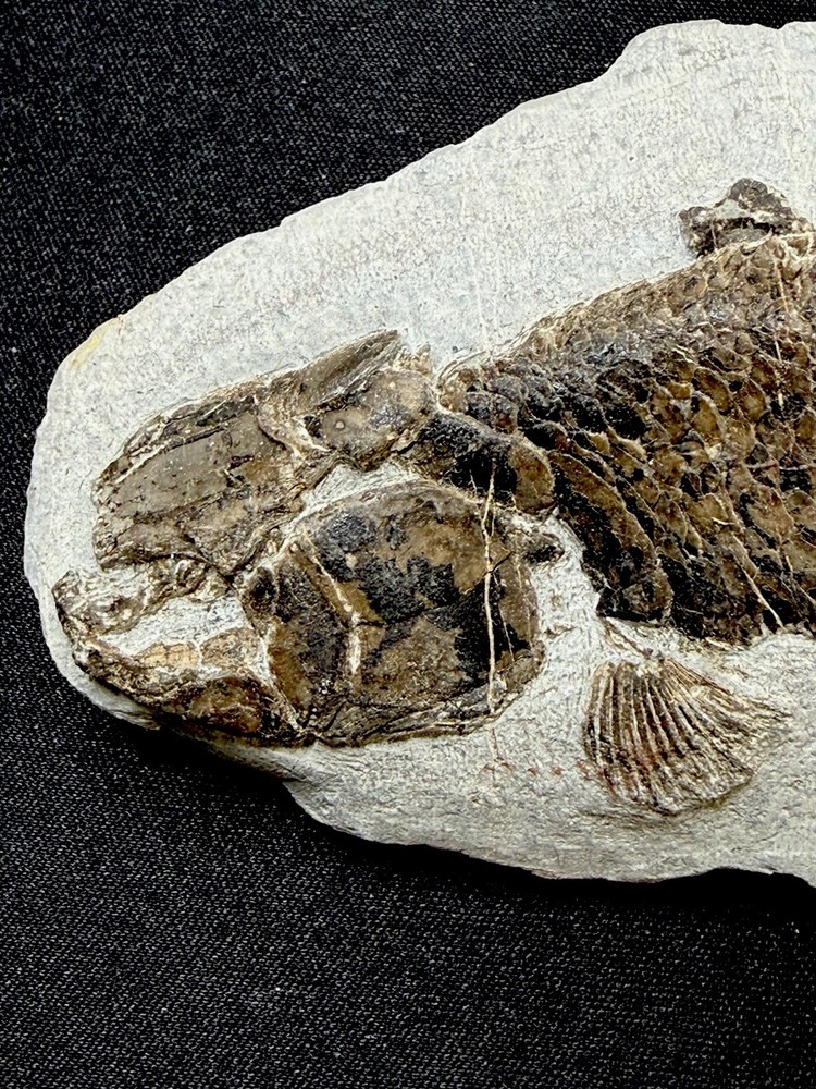 fossil fish ，perleidus, Jurong China
