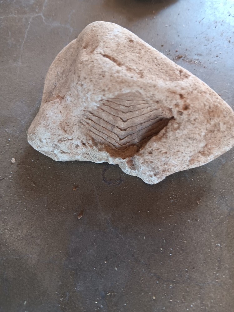 Fossil Rock - Cambrian Period - missouri