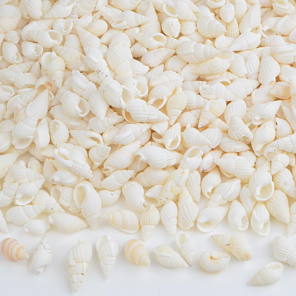Approx 700Pcs Small White Clam Cay Seashells Natural Tiny Sea Shell Mini Spir...