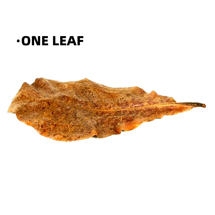 100 PCS LARGE INDIAN ALMOND LEAVES PREMIUM!! FREE SHIPPING USA!! 5-7 INCHES!!