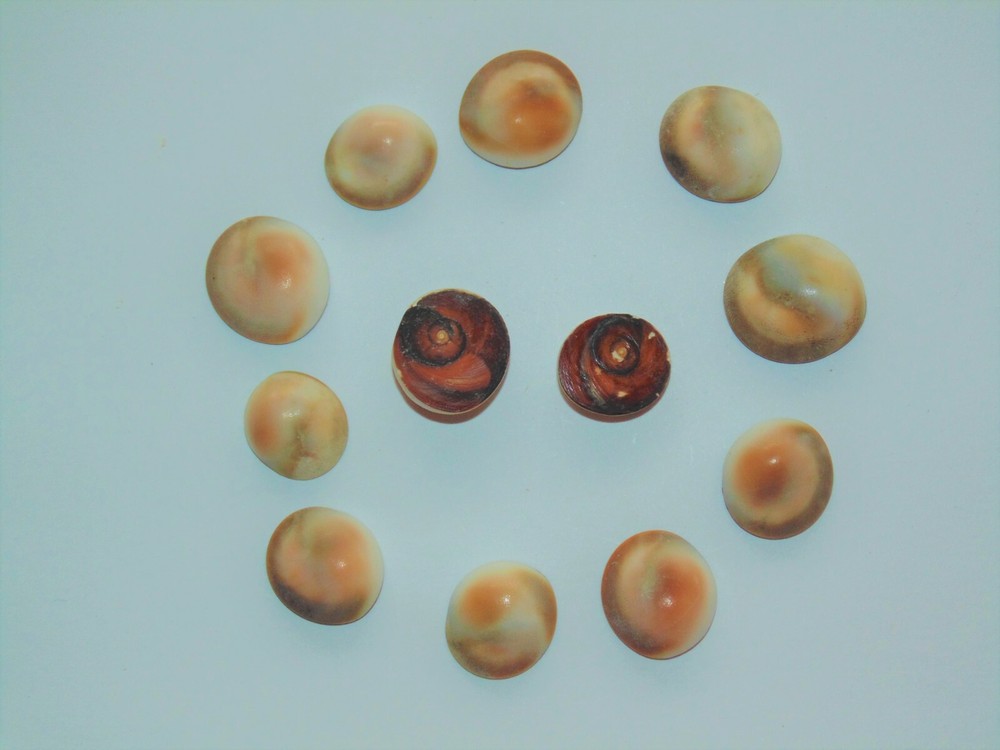 TWELVE (12) TAN CATS EYE SHELLS, CRAFT TROPICAL