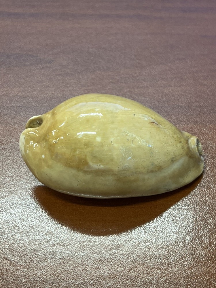Fossilized Extinct COWRIE Shell From Central Florida, Pliocene Era.