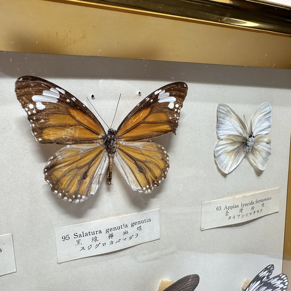Rare Butterfly Specimen Display