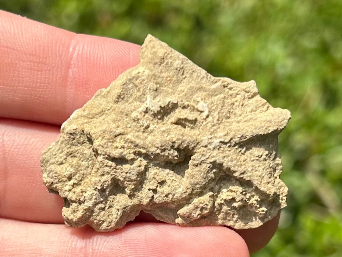 Alabama Fossil Starfish Cast Mississippian Age Bangor Limestone Formation