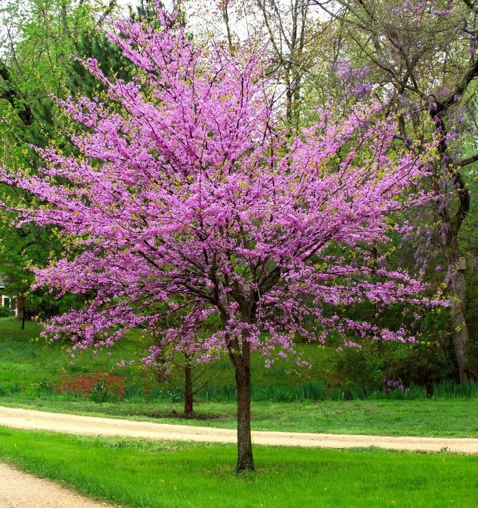 Eastern Redbud Tree ( Cercis )  - Live Plant - ( 1 QT )