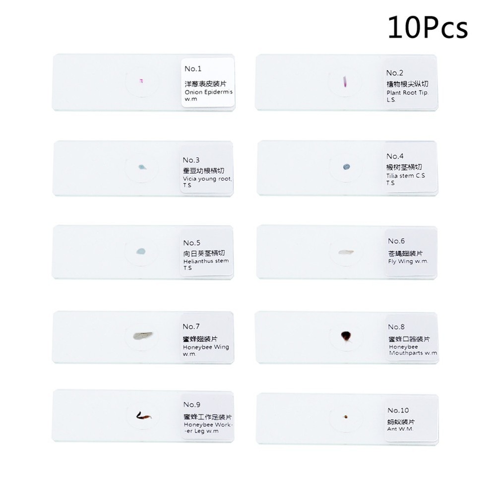 10 PCS/Set Animal Specimen Slides Microscope with Specimens Plants
