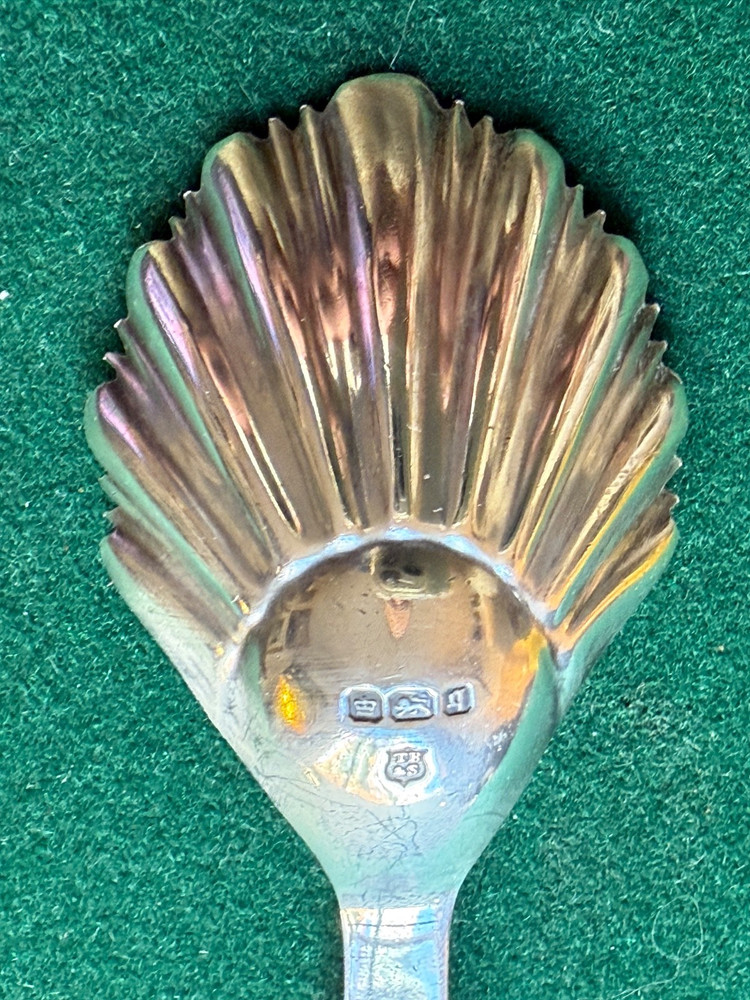 Antique Solid Silver Caddy Scallop Shell Spoon Sheffield Thomas Bradbury & Sons