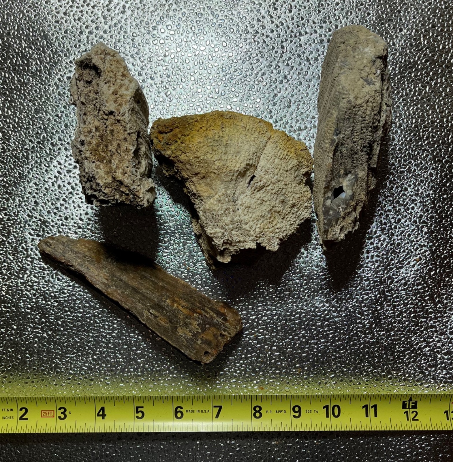 AGATIZED CORAL FLORIDA AGATE GEODES LOT 3 lb 5 oz 4 LARGE FOSSILIZED CORAL GEODE