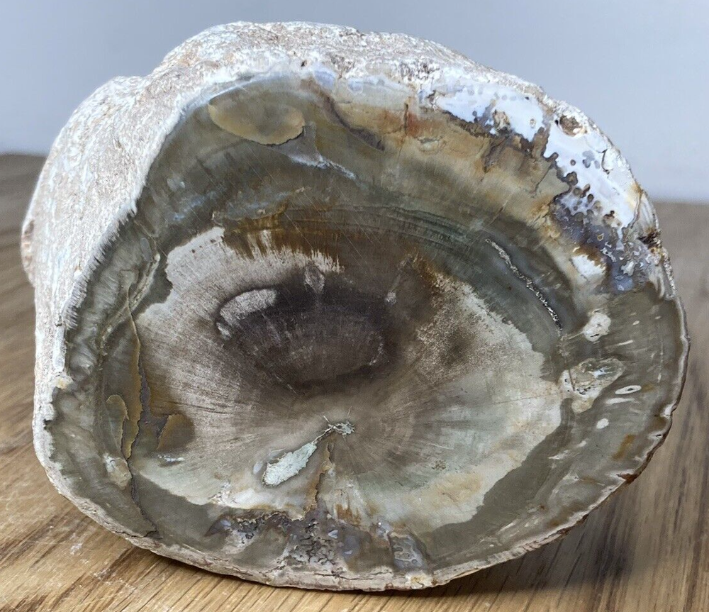 Fossil Specimen, Silicified Tree Branch Section, USA, 90mm
